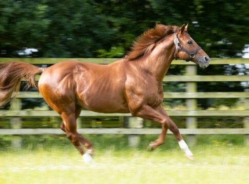 Night of Thunder im Kildangan Stud