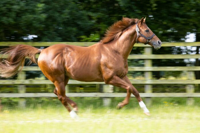 Night of Thunder im Kildangan Stud