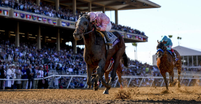 Sierra Leone (Alex Evers/Eclipse Sportswire/Breeders Cup)