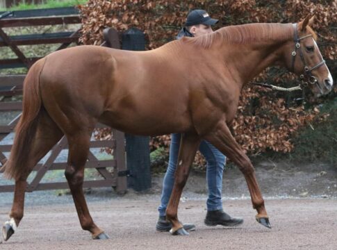 Deckhengst Waldgeist