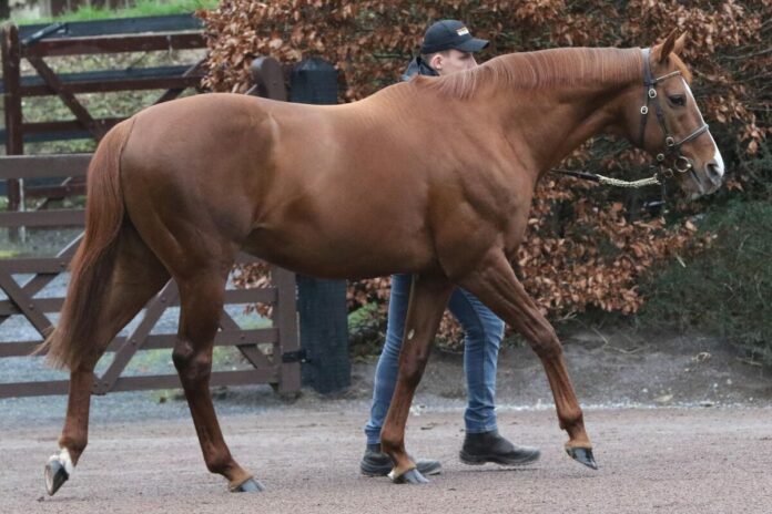 Deckhengst Waldgeist Deckhengst Waldgeist