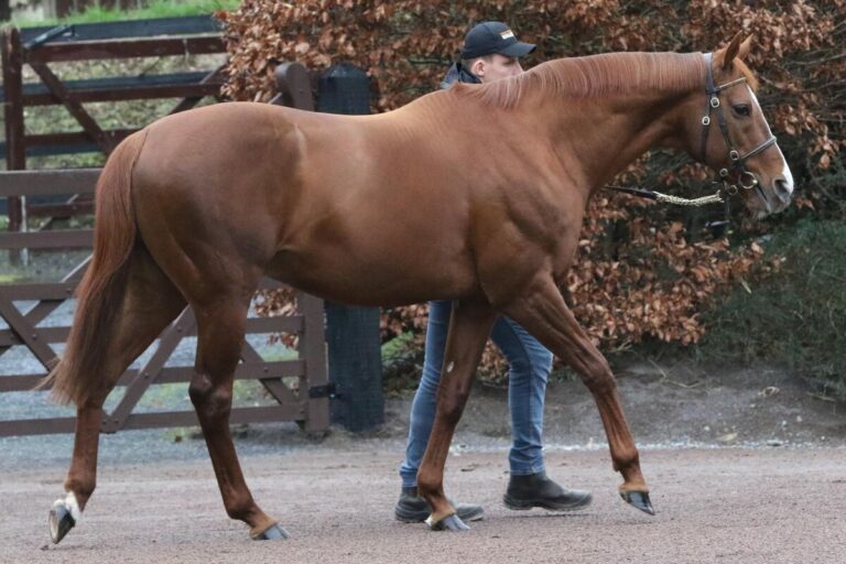 Deckhengst Waldgeist