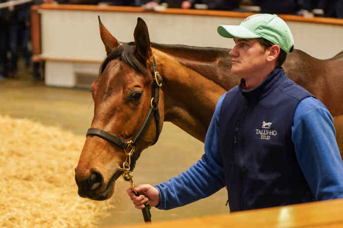 Caught U Looking Foto: Tattersalls