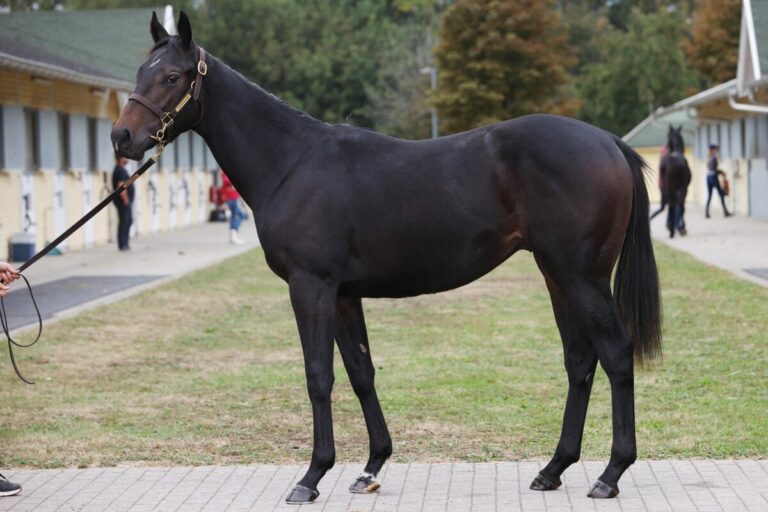 Galoppclub Deutschland mit neuem Pferd: Ebbesloher Danylov am Start