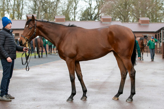 The Palace Girl Foto: Tattersalls