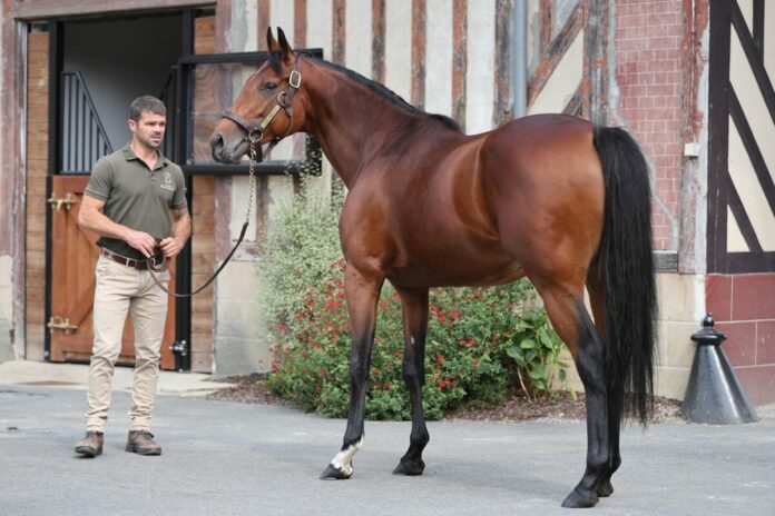 Ace Impact im Haras de Beamont