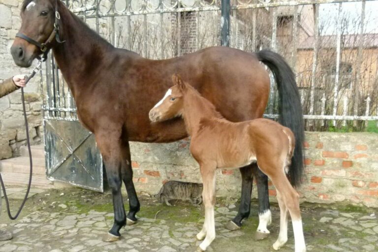 Alter Adler erstmals Papa – Hengstfohlen in Helenenhof geboren