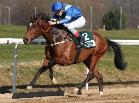 Almotlaa siegt unter Senan Macredmond