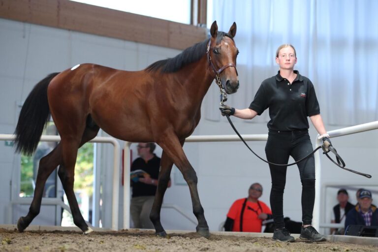 Derby-Fans aufgepasst: Das sagt Baumgarten über Aquaman!