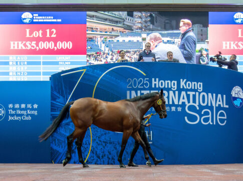 Der I Am Invincible-Sohn im Auktionsring von Sha Tin Foto: hkjc.com