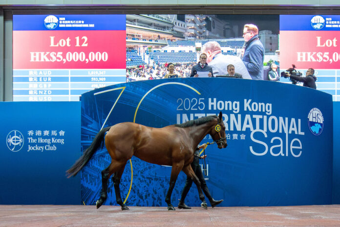 Der I Am Invincible-Sohn im Auktionsring von Sha Tin Foto: hkjc.com