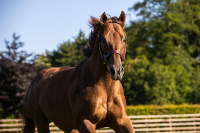 Space Blues im Kildangan Stud