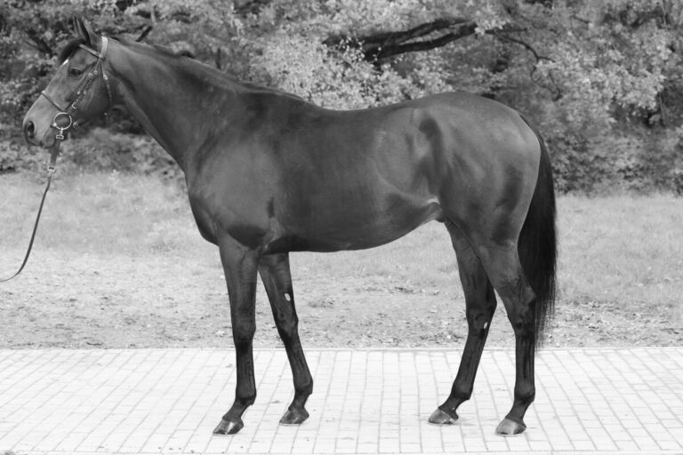 Tragische Nachricht aus Etzean – Stallion Best of Lips lebt nicht mehr