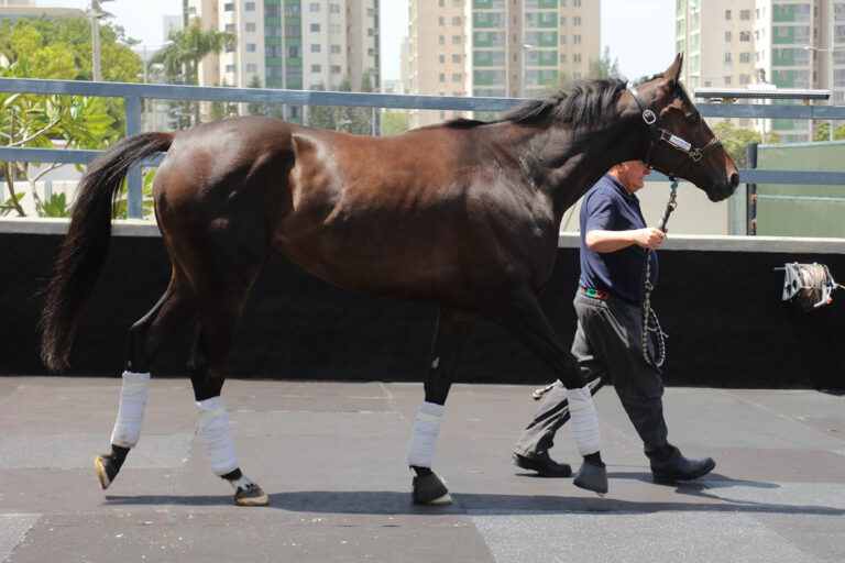 Calif kommt in Hong Kong an Foto: hkjc.com