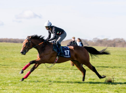 Der Acclamation-Sohn bei der Breeze Up Foto: Tattersalls