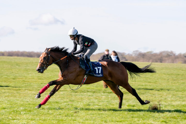Der Acclamation-Sohn bei der Breeze Up Foto: Tattersalls