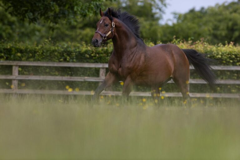 Ghaiyyath im Kildangan Stud