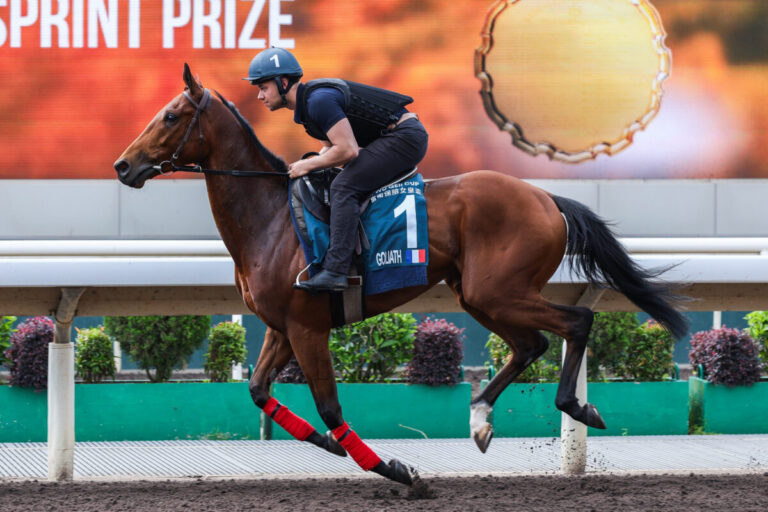 Calif und Goliath vertreten deutsche Zucht in Hongkong