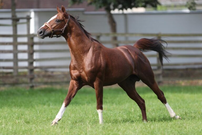 Der unvergessene Adlerflug