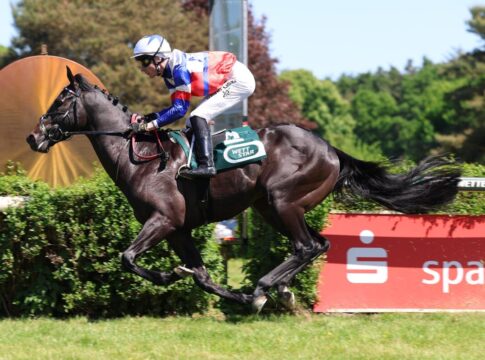 Ascot Royal siegt unter David Liska