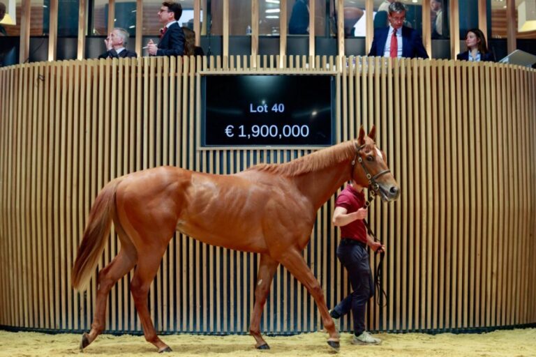 Arqana Breeze-Up: Aus 90.000 sensationelle 1,9 Millionen gemacht!