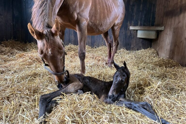Görlsdorf happy – Eine Cracksman-Schwester zu Sea The Moon