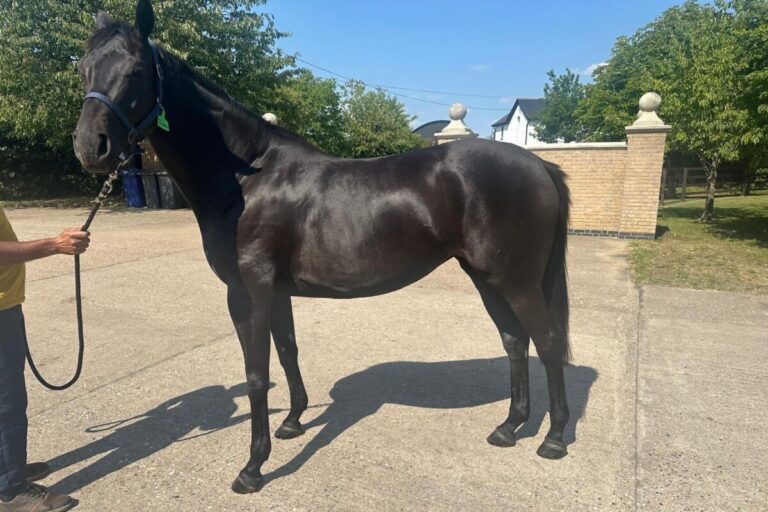 Starsteher Trawlerman – Rechte Schwester ist in der deutschen Zucht