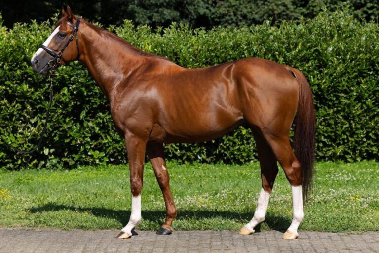 Bergheimer Züchterstammtisch ehrt die Sieger und vieles mehr…