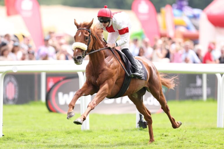 Steher-Auktionsrennen: Elano führt Dreierwette der Sieglosen an