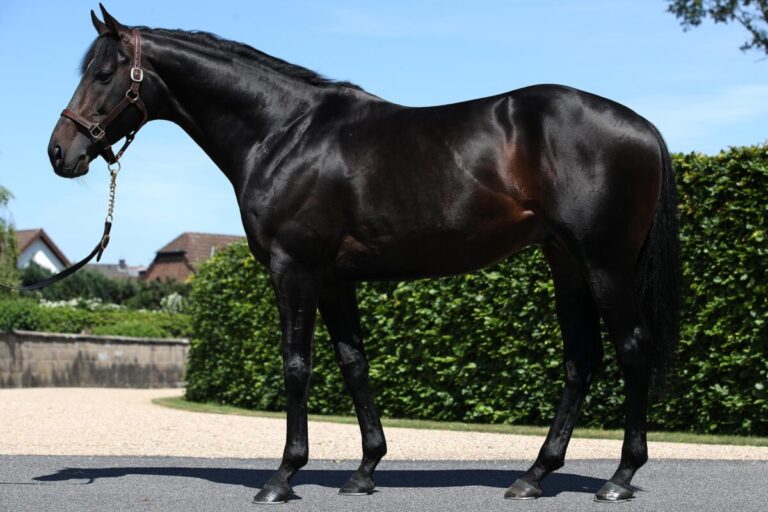 Weltstar als Deckhengst zurück nach Deutschland zu El Sur Racing