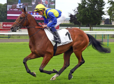 Goliath (Archiv Foto: galoppfoto.de)