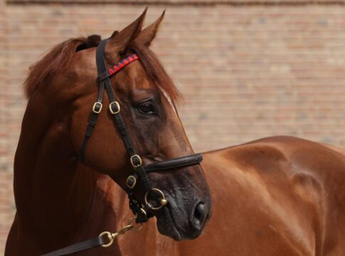 Northern Ruler