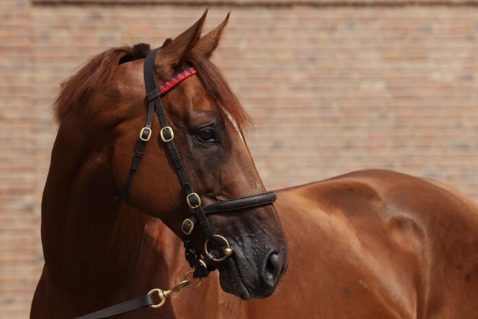 Northern Ruler