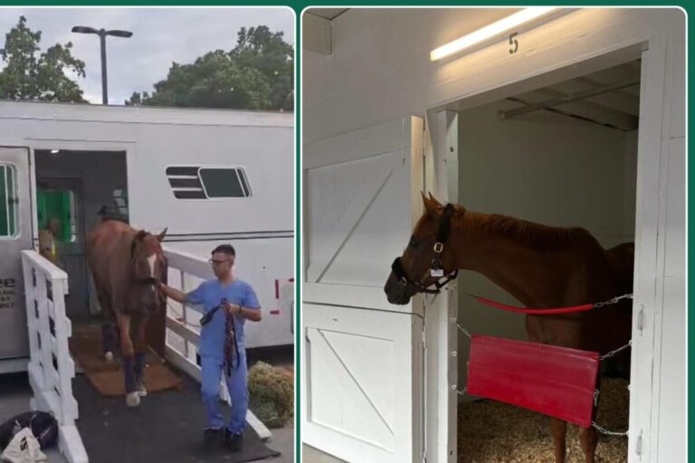 Flatten The Curve on Tour (Foto: privat)