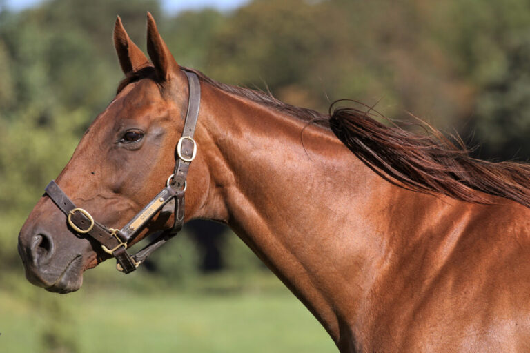 Sea The Moons Mutter Sanwa lebt nicht mehr