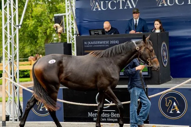 Rubaiyat-Jährling erzielt Höchstpreis auf Auktion in Frankreich