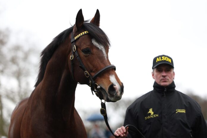 Deckhengst Alson Deckhengst Alson