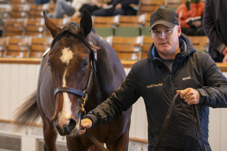 Die Lot-Nummer 247, ein Wootton Bassett-Sohn Foto: Tattersalls