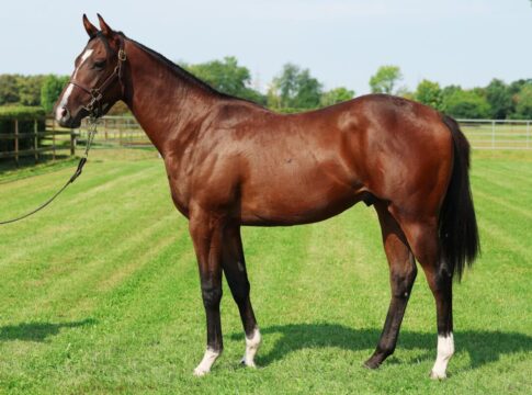 Neues Syndikat kauft in Deauville und Baden-Baden Gestüt Röttgen: Kat-Nr. 76 Epos