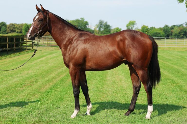 Neues Syndikat kauft in Deauville und Baden-Baden