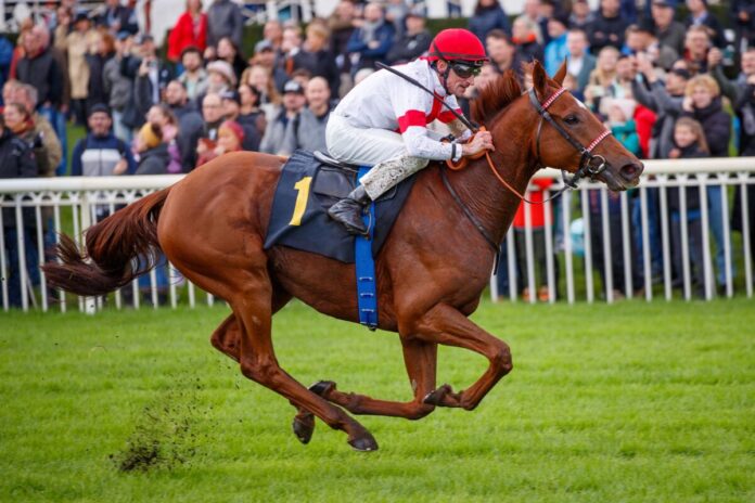 Lordano bei seinem Sieg im Silbernen Pferd 2023 Lordano bei seinem Sieg im Silbernen Pferd 2023