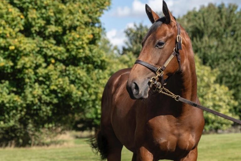 Sea The Stars-Tochter aus der Wamika bleibt bei 130.000 Guineas unverkauft