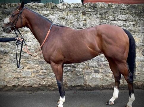 Tattersalls: "FX" und Cengiz aktiv - Gruppepferd und Frankel-Sohn gekauft Nelson Gay