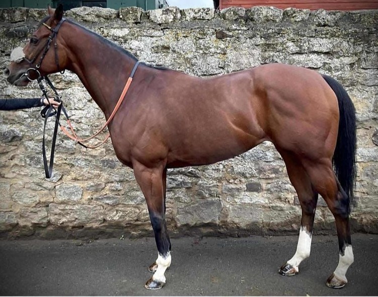 Tattersalls: „FX“ und Cengiz aktiv – Gruppepferd und Frankel-Sohn gekauft