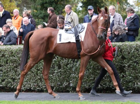 Lordano ist Nichtstarter im St. Leger Italiano Lordano