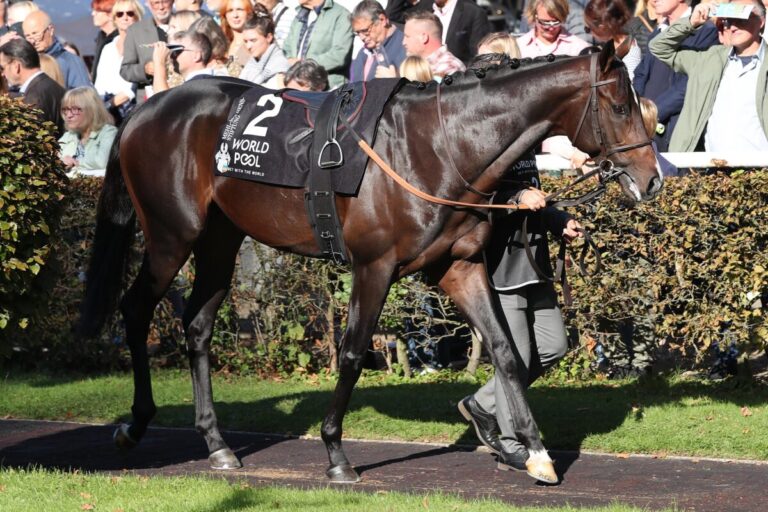 Brümmerhofer Columbus: Willie Mullins schnappt für 400.000 Euro zu