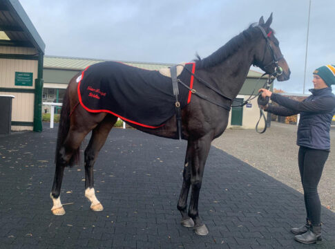 Goffs Autumn HIT Sale - Recke mit drei frühen Käufen Faith of Empires Foto: privat