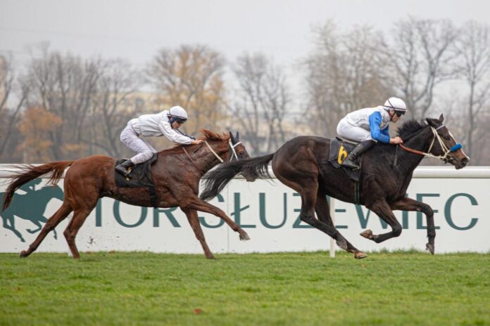 Westminster Rocket (Foto: Tor Służewiec) Westminster Rocket (Foto: Tor Służewiec)