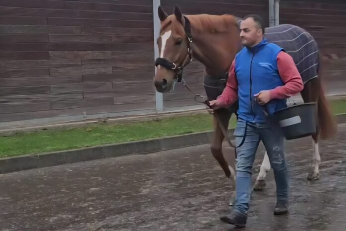 Flatten the Curve zurück im Grewe-Stall Flatten the Curve zurück im Grewe-Stall