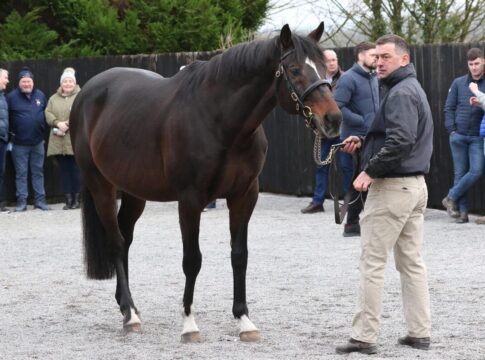 Blue Bresil im Jahr 2014